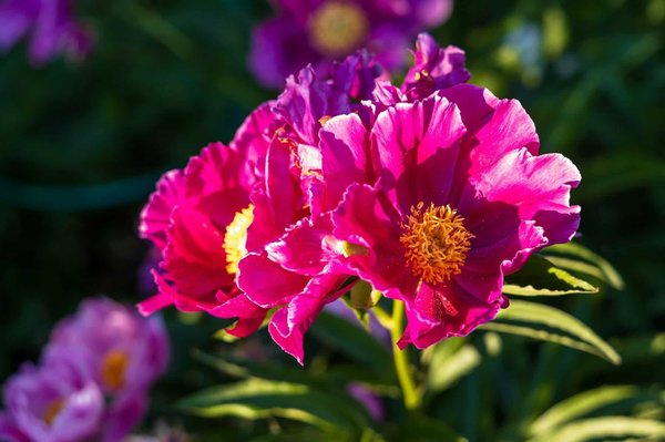 What are the best eco-friendly camping practices to adopt while camping in the UK?